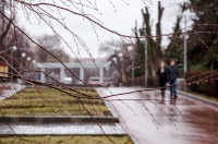  Начало акции по посадке гортензий в Самаре переносится из-за ухудшения погоды