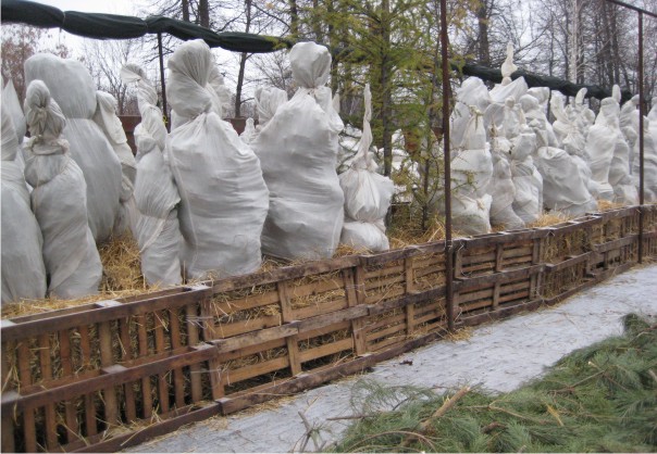 Подготовка сада к зимовке Подготовка сада к зимовке