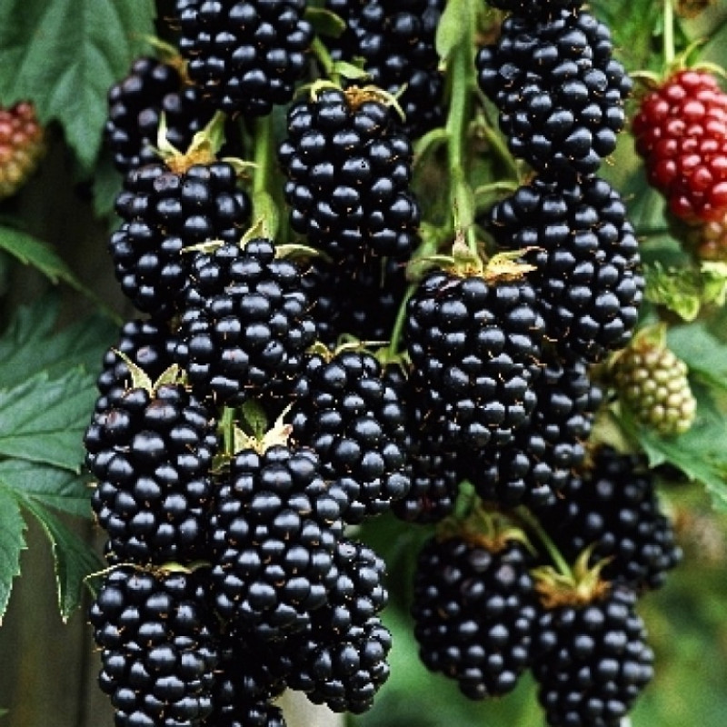 Ежевика Торнфри