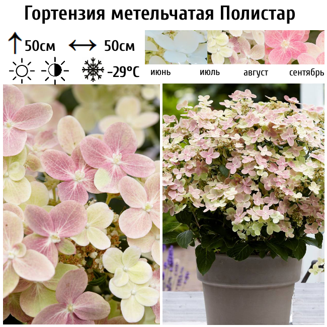 Основное изображение товара