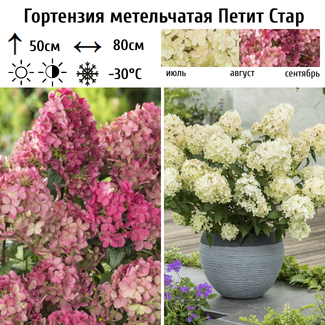Гортензия метельчатая Петит Стар