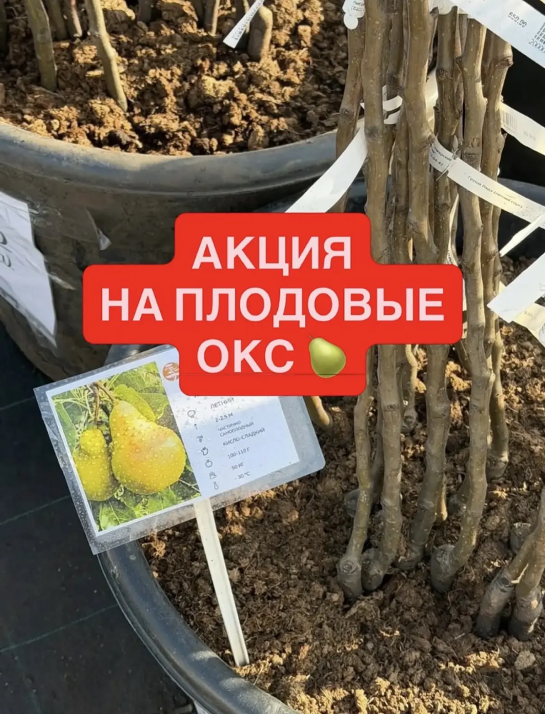 -15%  НА ПЛОДОВЫЙ САД 