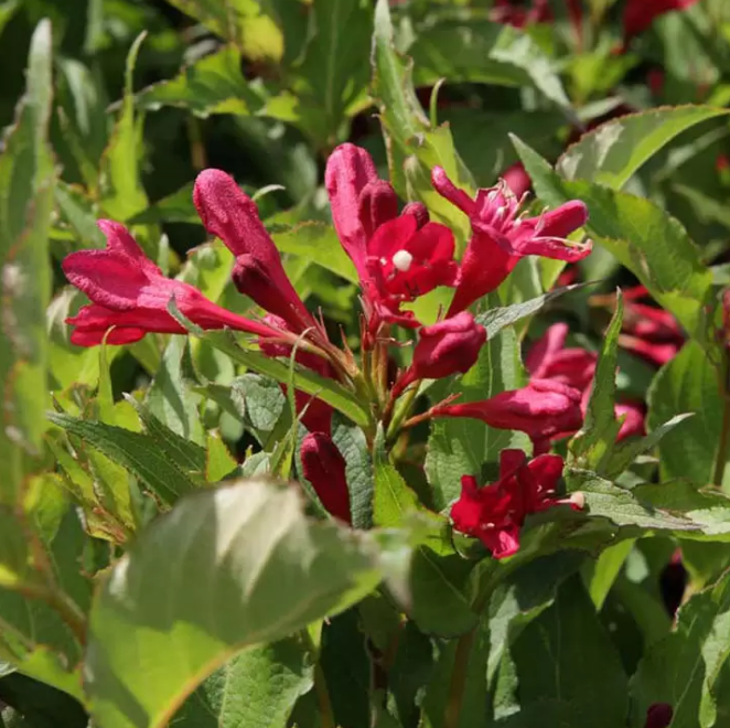 Основное изображение товара