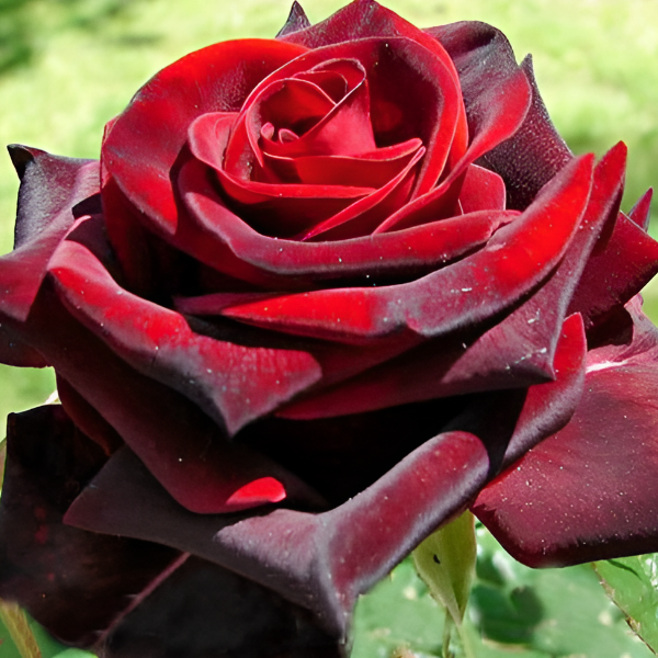 Основное изображение товара