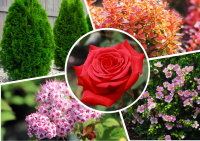 При покупке 3 растений одной культуры скидка 15% на все растения!