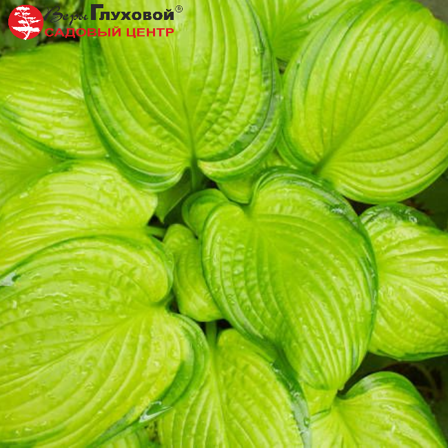 Основное изображение товара