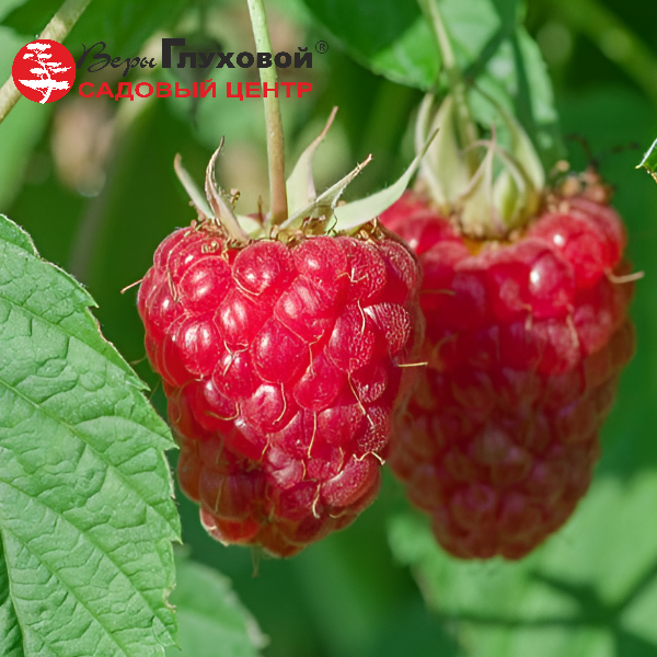 Основное изображение товара