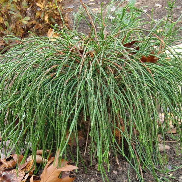 Основное изображение товара