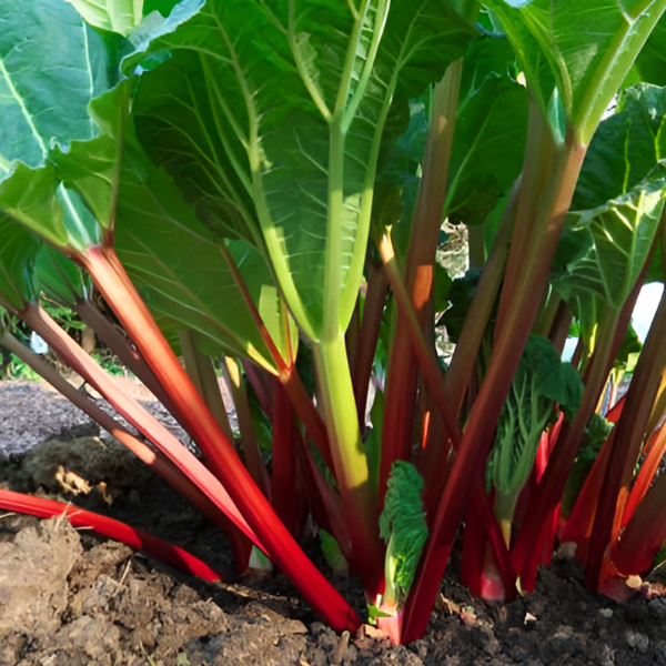 Основное изображение товара