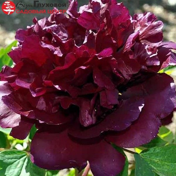 Основное изображение товара