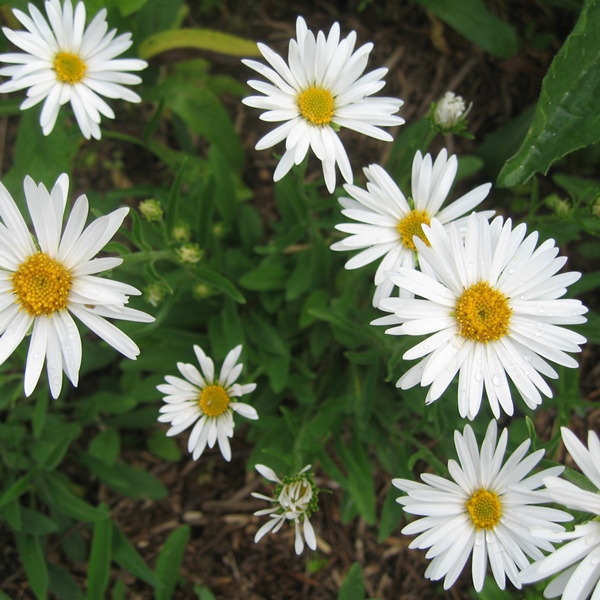 Основное изображение товара