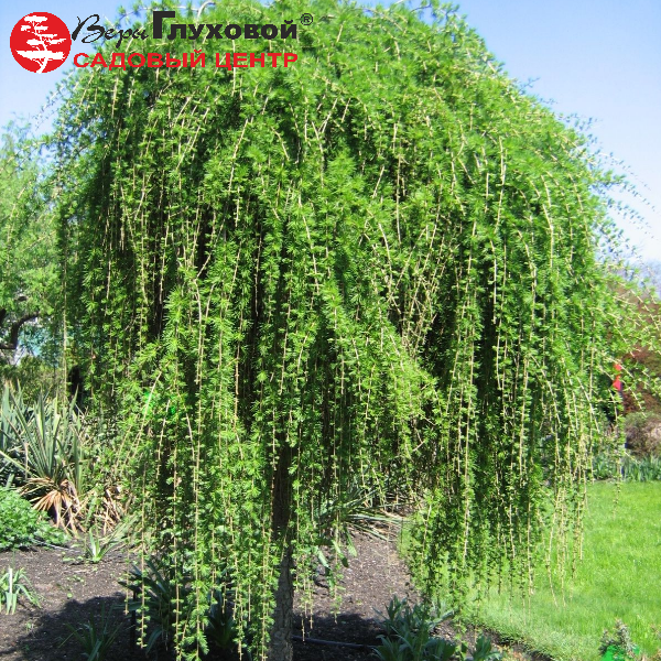 Основное изображение товара