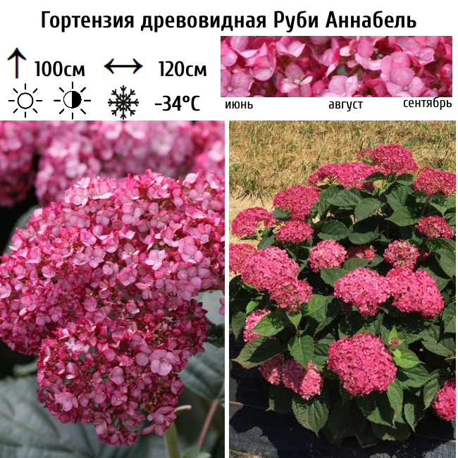 Гортензия древовидная Руби Аннабель