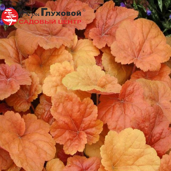 Основное изображение товара