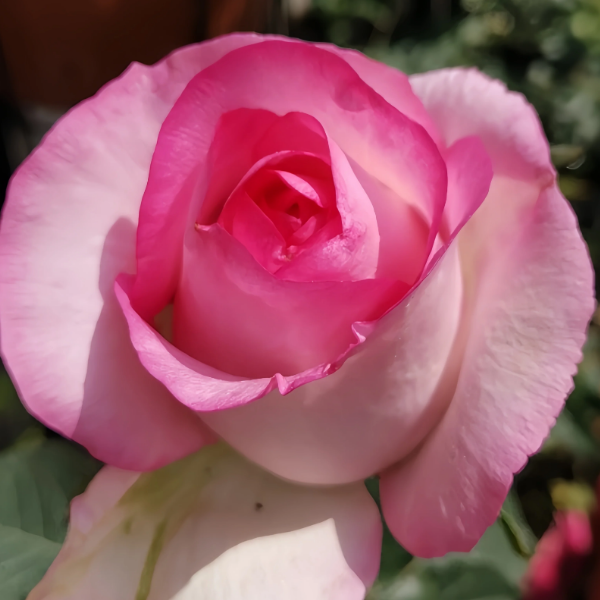 Основное изображение товара