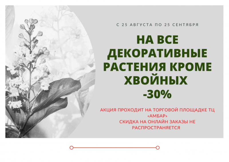 АКЦИЯ: Скидка на все декоративные растения -30% (на онлайн заказы не распространяется)