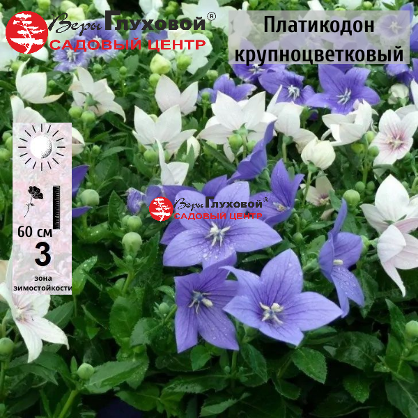 Основное изображение товара