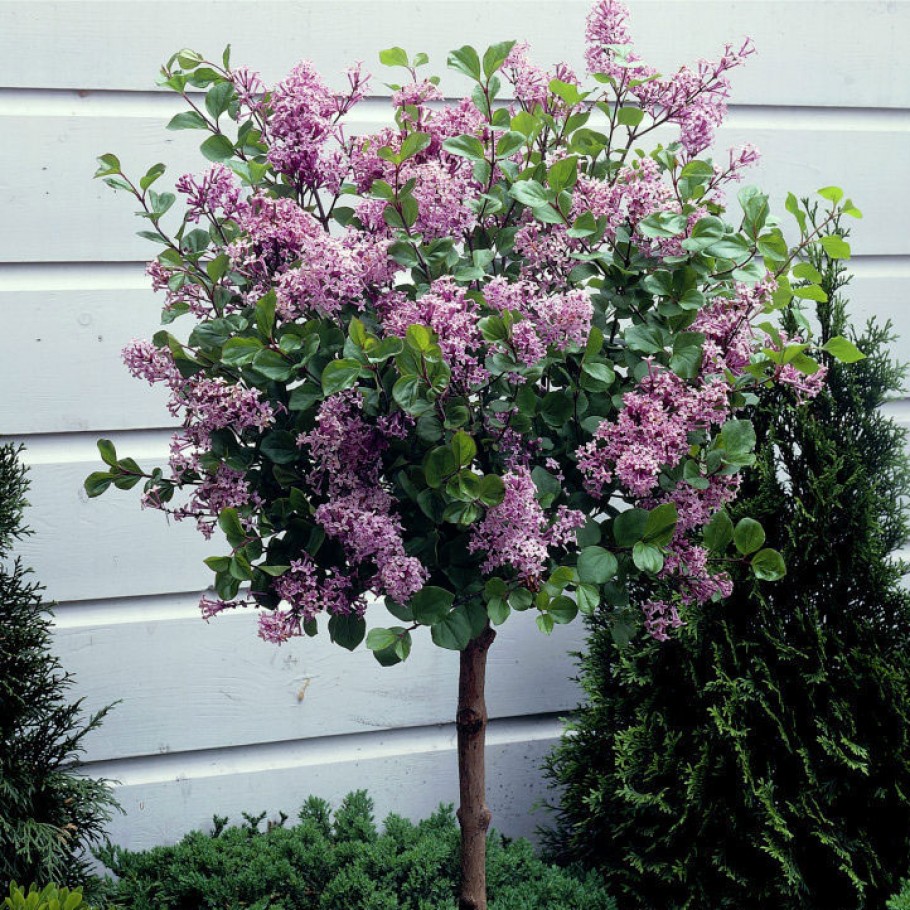 Сирень Блумеранг Пинк Парфюм (Syringa Bloomerang Pink Perfume) Сирень Блумеранг Пинк Парфюм (Syringa Bloomerang Pink Perfume)