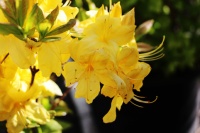 цветущий кустарник