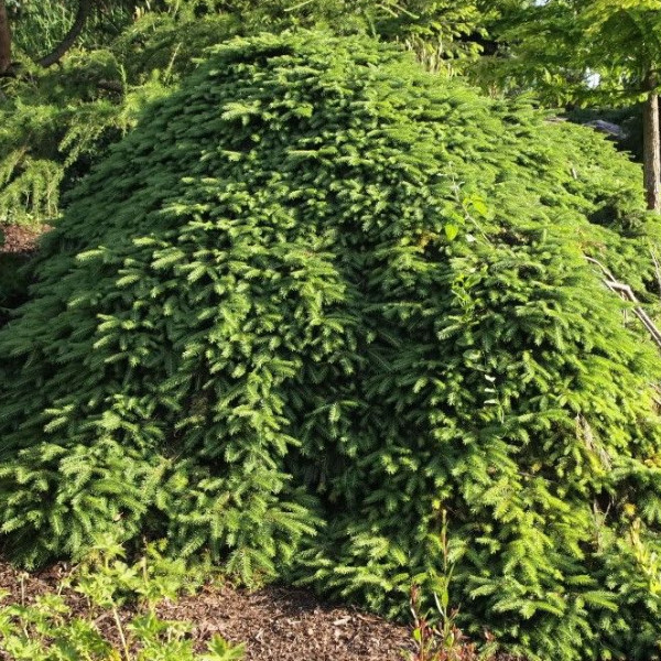 Основное изображение товара