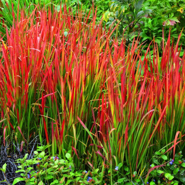 Основное изображение товара