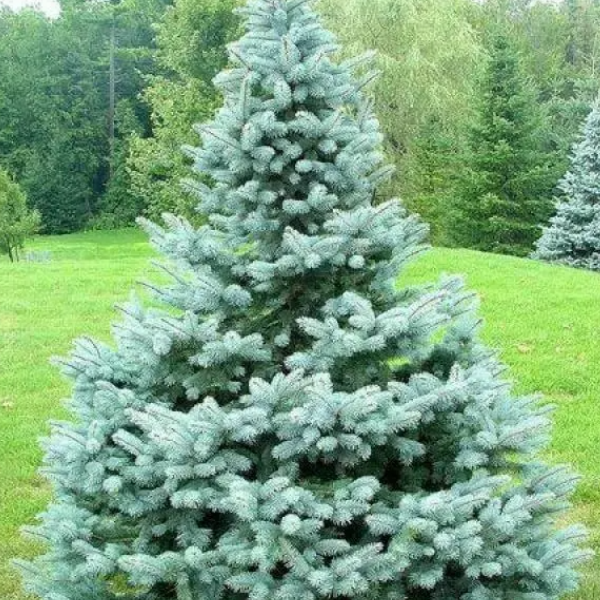 Основное изображение товара