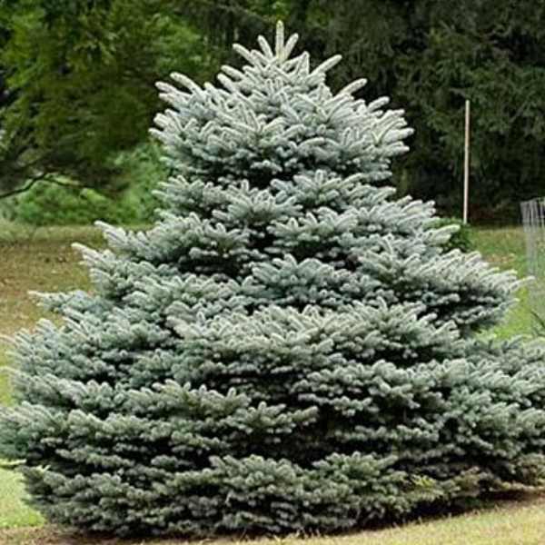 Основное изображение товара