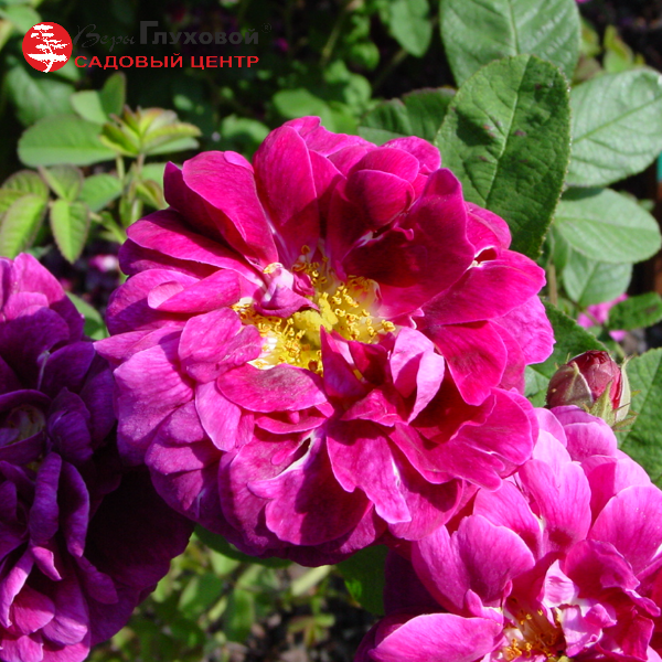 Основное изображение товара