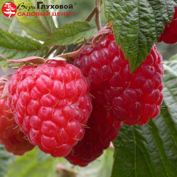 Основное изображение товара