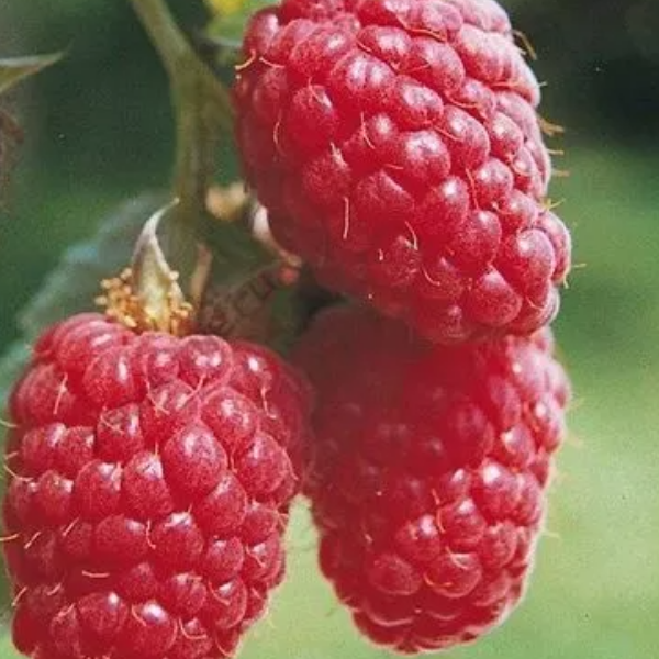 Основное изображение товара