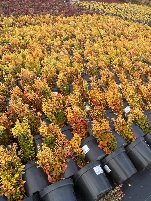 Подготовка к зиме