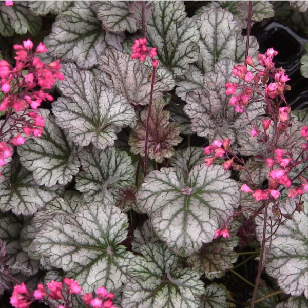 Основное изображение товара