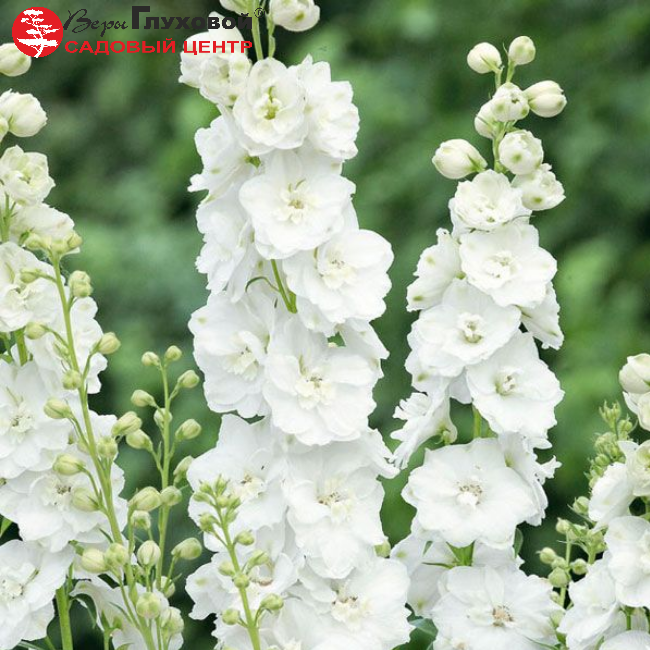 Основное изображение товара