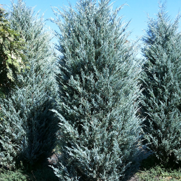 Можжевельник скальный Мунглоу