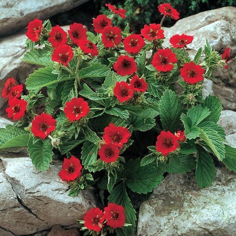 Основное изображение товара