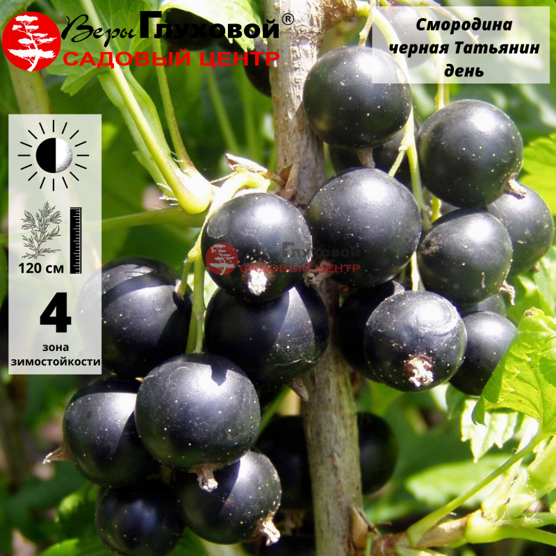 Основное изображение товара