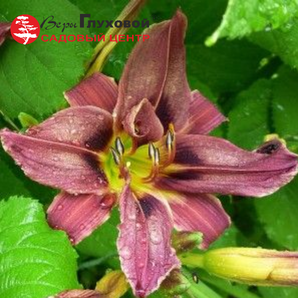 Основное изображение товара