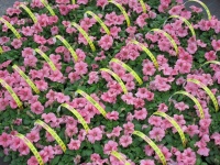 Поступили в продажу однолетние и многолетние цветы!