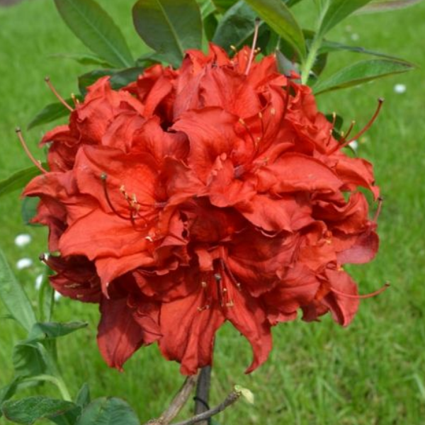 Основное изображение товара