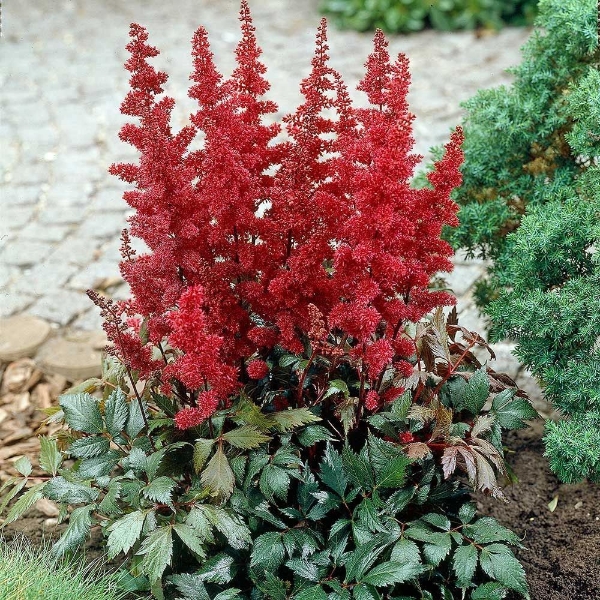 Астильба Арендса Фанал