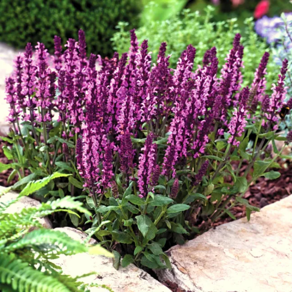 Основное изображение товара