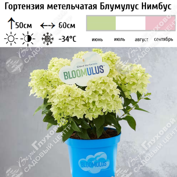 Гортензия метельчатая "Блумулус Нимбус" на фото