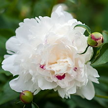 Основное изображение товара