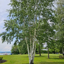 Основное изображение товара