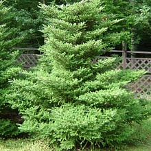 Пихта корейская 