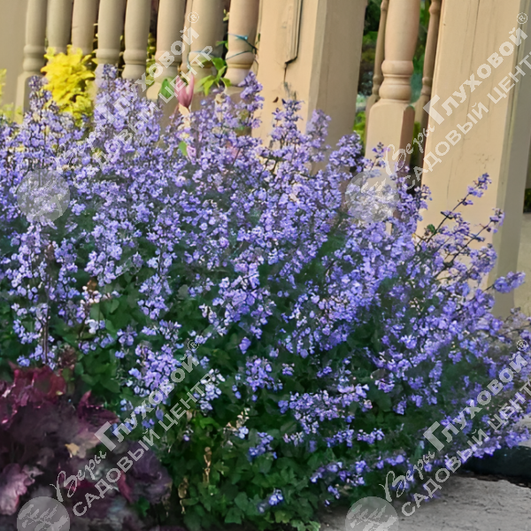 Котовник фассена "Парсиан Блю" на фото