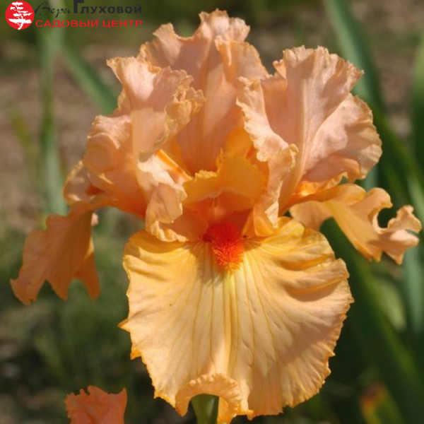 Основное изображение товара