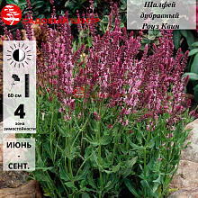 Основное изображение товара