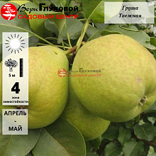 Груша таежная (осенний сорт)