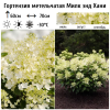 Гортензия метельчатая (Hydrangea paniculata) Милк Энд Хани Р9 СП/26